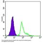 Endoglin / CD105 (ENG) Antibody