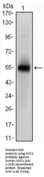 RNA-Binding Protein Musashi Homolog 1 (MSI1) Antibody