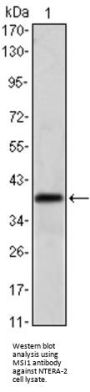 RNA-Binding Protein Musashi Homolog 1 (MSI1) Antibody