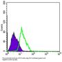 RNA-Binding Protein Musashi Homolog 1 (MSI1) Antibody