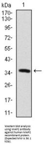 Microtubule Associated Protein 2 (MAP2) Antibody