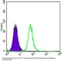 Dickkopf-Related Protein 3 (DKK3) Antibody