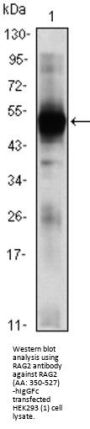 Recombination Activating Gene 2 (RAG2) Antibody