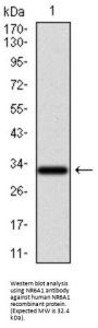 Nuclear Receptor Subfamily 6 Group A Member 1 (NR6A1) Antibody