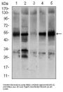 Nuclear Receptor Subfamily 6 Group A Member 1 (NR6A1) Antibody