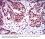 Nuclear Receptor Subfamily 6 Group A Member 1 (NR6A1) Antibody