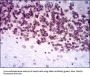 Nuclear Receptor Subfamily 6 Group A Member 1 (NR6A1) Antibody
