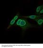 Nuclear Receptor Subfamily 6 Group A Member 1 (NR6A1) Antibody