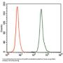 Nuclear Receptor Subfamily 6 Group A Member 1 (NR6A1) Antibody