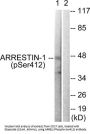 ARRB1 (Phospho-Ser412) Antibody