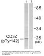 T-Cell Surface Glycoprotein CD3 Zeta Chain Phospho-Tyr142 (CD247 pY142) Antibody