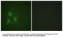 Protein Kinase, cAMP Dependent Catalytic Alpha/Beta Phospho-Thr197 (PRKACA/PRKACB pT197) Antibody