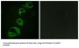 ALK Tyrosine Kinase Receptor Phospho-Tyr1604 (ALK pY1604) Antibody