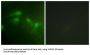 Mdm2 p53 Binding Protein Homolog Phospho-Ser186/Ser188 (MDM2 pS186/S188) Antibody