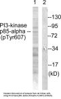 PI3-kinase p85 alpha Phospho-Tyr607 (PIK3R1 pY607) Antibody