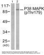 Mitogen-Activated Protein Kinase 14 Phospho-Thr180 (MAPK14 pT180) Antibody