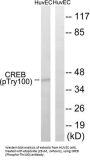 Cyclic Amp-Responsive Element-Binding Protein 1 Phospho-Thr100 (CREB1 pT100) Antibody