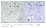 Serum Response Factor Phospho-Ser77 (SRF pS77) Antibody