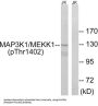 MAP3K1 (Phospho-Thr1402) Antibody