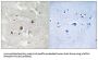 MAP3K1 (Phospho-Thr1402) Antibody