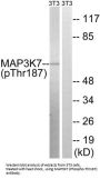MAP3K7 (Phospho-Thr187) Antibody