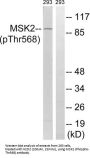 Ribosomal Protein S6 Kinase Alpha-4 Phospho-Thr568 (RPS6KA4 pT568) Antibody
