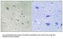 P21 Protein Activated Kinase 1 Phospho-Ser204 (PAK1 pS204) Antibody