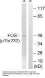 Proto-Oncogene C-Fos Phospho-Thr232 (FOS pT232) Antibody