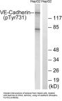 VE-Cadherin (Phospho-Tyr731) Antibody