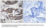Girdin (Phospho-Ser1417) Antibody