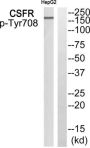 Macrophage Colony-Stimulating Factor 1 Receptor Phospho-Tyr708 (CSF1R pY708) Antibody