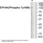 EPHA4 (Phospho-Tyr596) Antibody