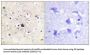 Glutathione Reductase (GR) Antibody