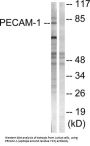 Platelet Endothelial Cell Adhesion Molecule (PECAM-1) Antibody
