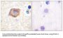 Platelet Endothelial Cell Adhesion Molecule (PECAM-1) Antibody