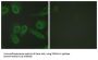 Platelet Endothelial Cell Adhesion Molecule (PECAM-1) Antibody