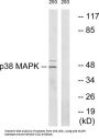 Mitogen-Activated Protein Kinase 14 (MAPK14) Antibody