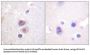 Mitogen-Activated Protein Kinase 14 (MAPK14) Antibody