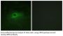 Macrophage Colony-Stimulating Factor 1 Receptor (CSF1R) Antibody