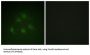 Mothers Against Decapentaplegic Homolog 1 (Smad1) Antibody