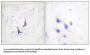 Syndecan 4 (SDC4) Antibody