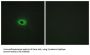 Syndecan 4 (SDC4) Antibody