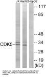 Cyclin-Dependent-Like Kinase 5 (CDK5) Antibody