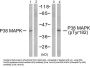 Mitogen-Activated Protein Kinase 14 (MAPK14) Antibody