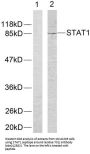 Signal Transducer And Activator of Transcription 1 (STAT1) Antibody