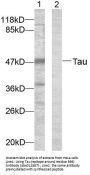 Microtubule-Associated Protein Tau (MAPT) Antibody