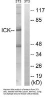 Serine/Threonine-Protein Kinase ICK (ICK) Antibody