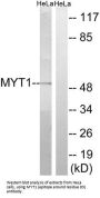 Myelin Transcription Factor 1 (MYT1) Antibody