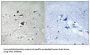 Anaphase-Promoting Complex Subunit 1 (ANAPC1) Antibody