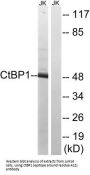 C-Terminal-Binding Protein 1 (CtBP1) Antibody